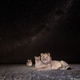 Lions resting at night, at the Liuwa Plain National Park.